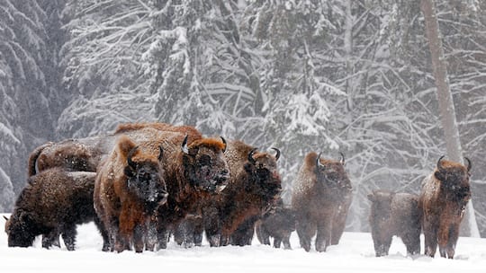 Wiederkehr der Wisente