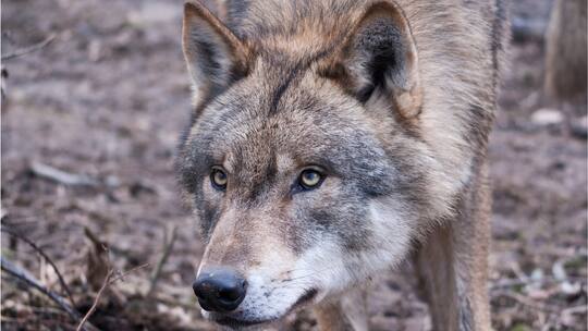 «Wir müssen den Wolf wild halten»