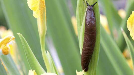 Gift im Garten muss nicht sein
