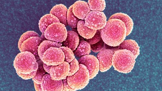 Der multiresistente MRSA-Keim unter mikroskopischer Vergrösserung.