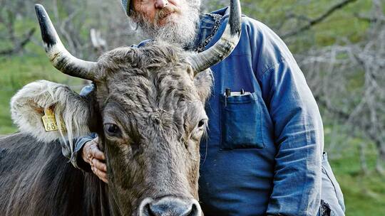 Ein Herz für Kühe und ihre Hörner