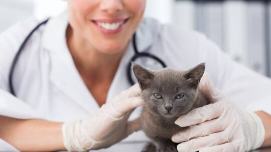 Tierärztin hält Katze in der Hand