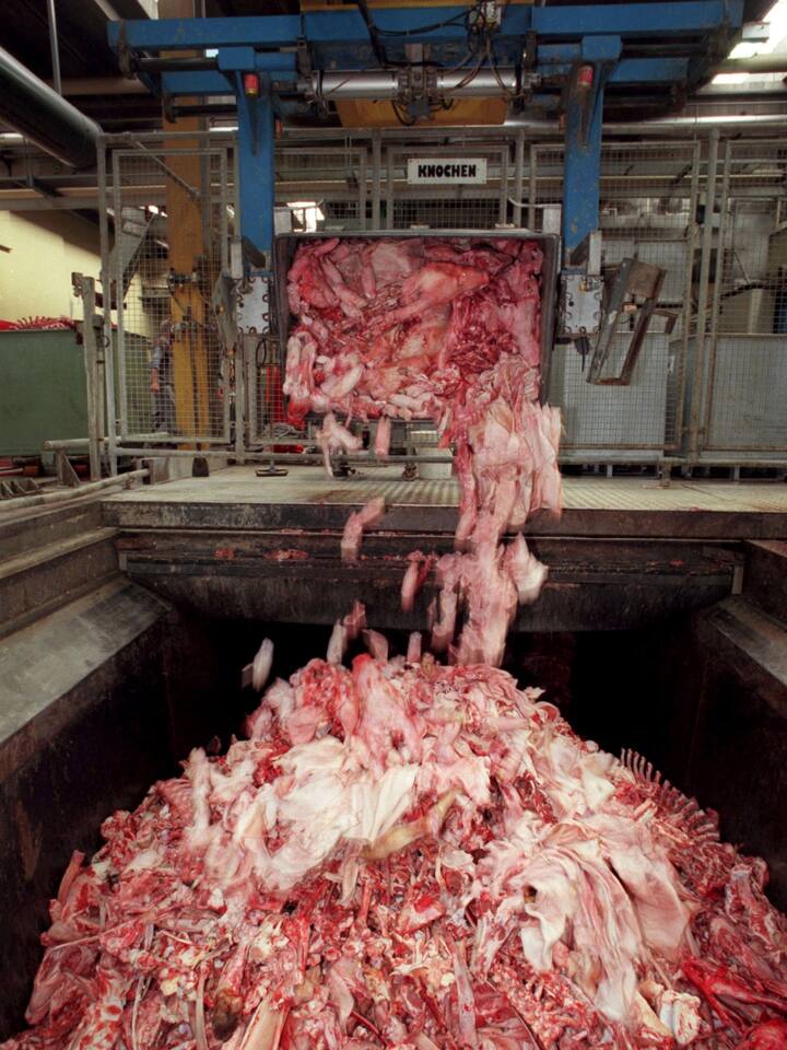 Fressen unsere Tiere bald wieder Tiermehl?