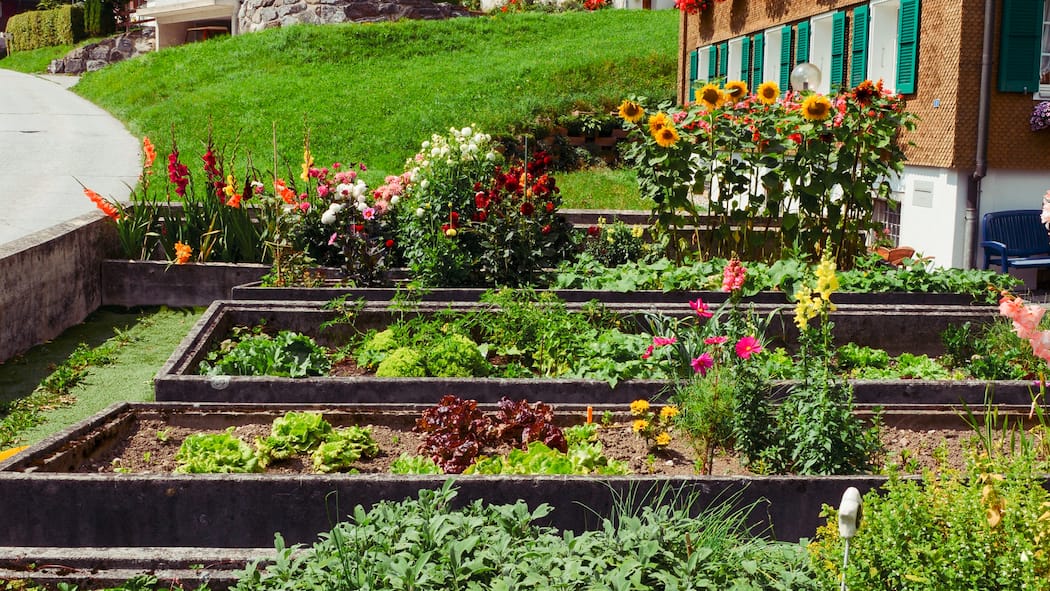 So gelingt der perfekte Gemüse- und Kräutergarten Wunderschöner Gemüsegarten mit Blumen im Hintergrund - Gemüse und Kräuter selbst ziehen? Kein Problem – mit diesen Expertentipps gelingt das Anlegen eines Gartenbeets