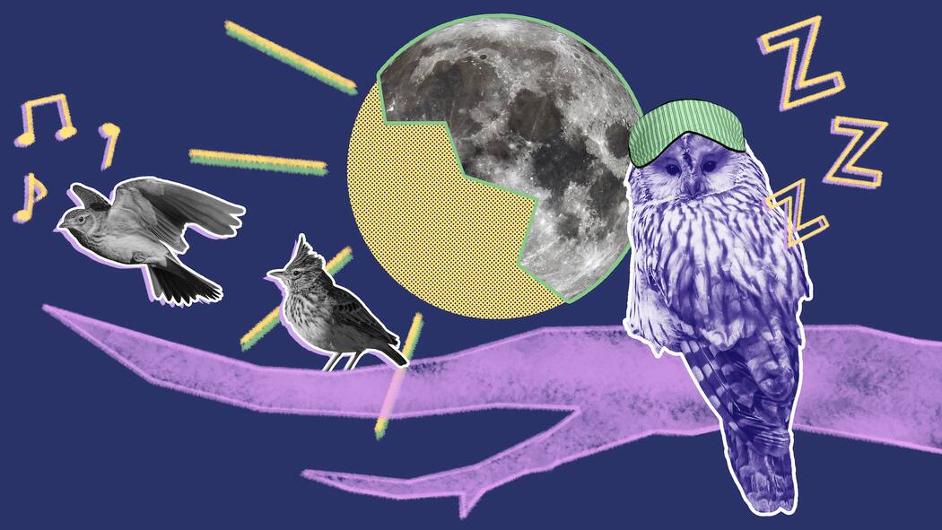 Trällern Sie am Morgen? Oder fluchen Sie? Eine Eule mit Schlafbrille und zwei fliegende Lerchen vor einem Ast und einem Mond. Sind Sie Morgen- oder Abendmensch?