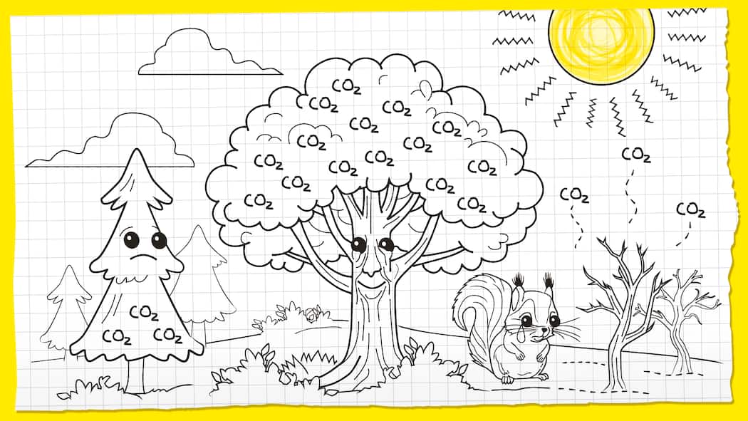 Bäume pflanzen – bringts das wirklich? Eine Kinderzeichnung mit Bäumen, in deren Krone CO2 steht