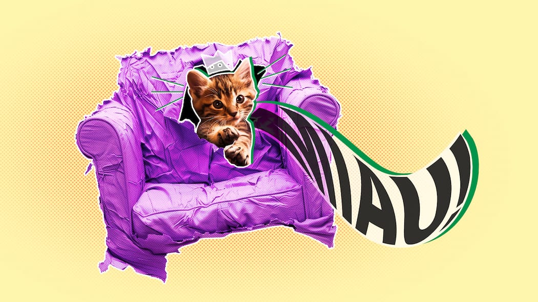 Das macht die Katze froh Ein Kätzchen mit Krone auf einem violetten Sofa mit Sprechblase vor gelbem Hintergrund. Diese Tierrechte haben Hauskatzen.