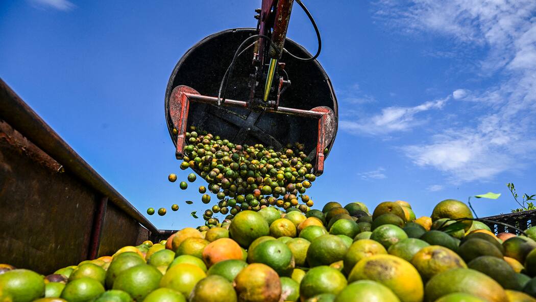 Krise am Zmorgetisch – Orangensaft wird zum Luxus ein Bagger kippt Orangen auf einen Laster - Die Orangensaft-Krise treibt die Preise unseres liebsten Frühstückgetränks hoch. Gleichzeitig sinkt die Qualität