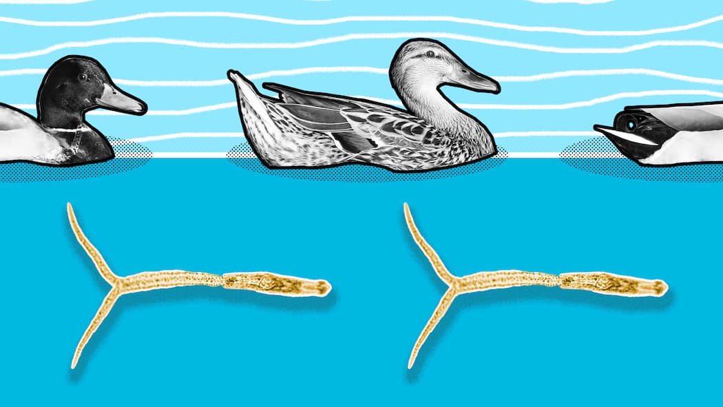 Entenflöhe im Badesee – so schützen Sie sich Enten auf dem Wasser, darunter zwei Entenflöhe in Übergrösse. Wie man sich vor Entenflöhen schützt.