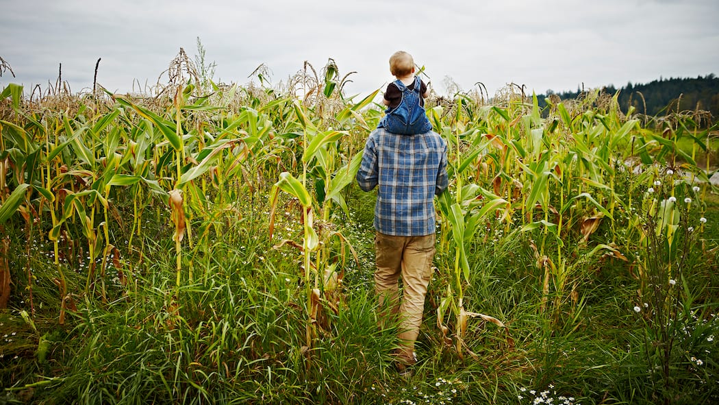So viel verdienen die Schweizer Landwirte wirklich Bauer mit Kind auf den Schultern in einem Maisfeld - Der Schweizer Bauernverband fordert höhere Preise für Landwirtschaftsprodukte. Der Beobachter zeigt, wie es im Portemonnaie eines Schweizer Bauernpaars konkret aussieht