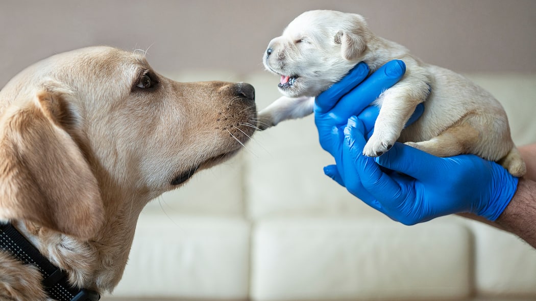 Geht der Schweizer Tierschutz weit genug? Newborn puppies with their mother