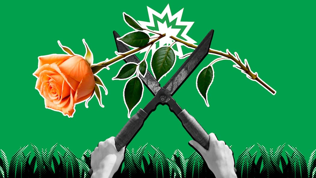 Wann Nachbarn zur Heckenschere greifen dürfen Zwei Hände halten eine Gartenschere, die eine Rose zerschneidet. Dahinter ist eine Explosionswolke vor grünem Hintergrund. Wann Nachbarn Pflanzen kappen dürfen.