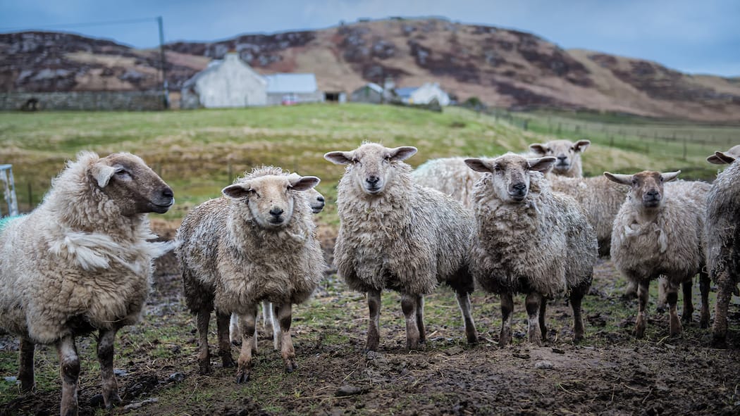 Diese elf Minuten brauchts, um nach Grossbritannien zu reisen Reise nach Grossbritannien: Wer Schafe, grüne Wiesen und Cottages sehen will, braucht eine elektronische Reisegenehmigung.