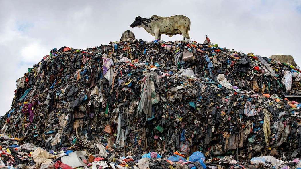 Paris will Fast-Fashion-Anbieter zur Kasse bitten Cows are seen at the largest dumpsite where textile waste ends up at Old Fadama in Accra, Ghana, Saturday, Oct. 19, 2024. (AP Photo/Misper Apawu)
Ghana Textile Waste