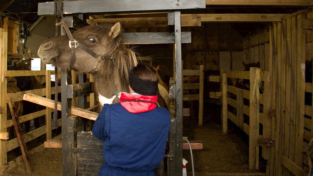 Für Parmaschinken werden in Island Ponys gequält A veterinarian gives a local anesthetic to a mare before inserting the cannula for bleeding at a 'blood farm' near Selfoss, Iceland on September 30, 2022. - On an autumn day in a lush green prairie in Iceland, more than a dozen pregnant mares are wai…