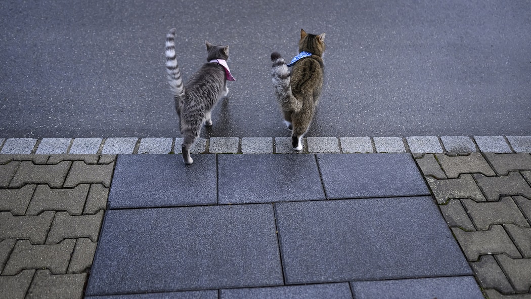 Trendige Siedlung in Zürich verhängt totales Katzen-Verbot KEYPIX -- Zwei Katzen mit Halsband spazieren auf einer Quartierstrasse, fotografiert am Dienstag, 7. Januar 2025 in Orpund. (KEYSTONE/Christian Beutler)
SCHWEIZ KATZEN