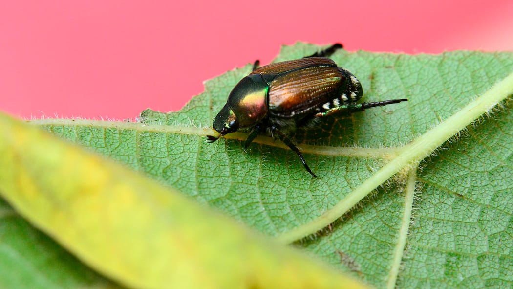 Vier Fragen und Antworten zum Japankäfer Louisville, CO USA- August 21, 2022: The Japanese Beetle (Popillia japonica) is an Invasive Species. This pest feeds on the flowers, leaves or fruit of over 300 different types of plants. In their Larval or Grub stage, they eat the roots of lawn grass causing the grass to die.