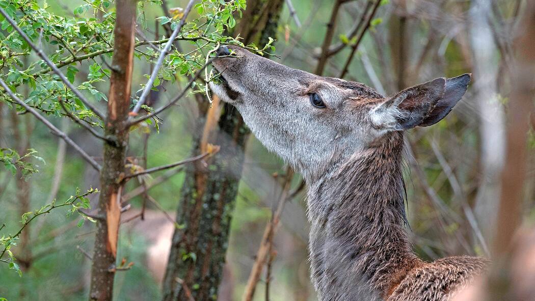 «Es ist höchste Zeit, dass gehandelt wird» Hirsch knabbert an Bäumchen