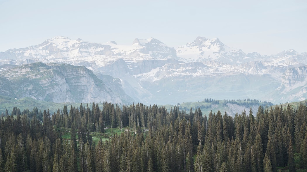 Wo die wilden Bäume wohnen Boedmerenwald Kanton Schwyz