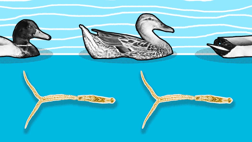 Wie Sie sich vor Entenflöhen im Badesee schützen Enten auf dem Wasser, darunter zwei Entenflöhe in Übergrösse. Wie man sich vor Entenflöhen schützt.