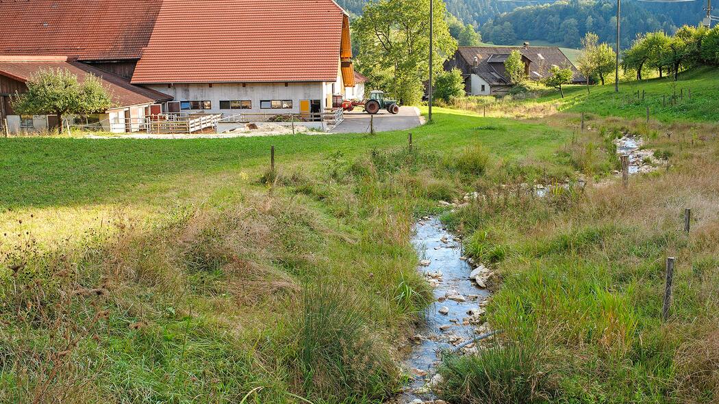 Wie 200 Millionen Franken den Bach runtergehen Renaturierungsprojekt am Ruisseau de la Motte