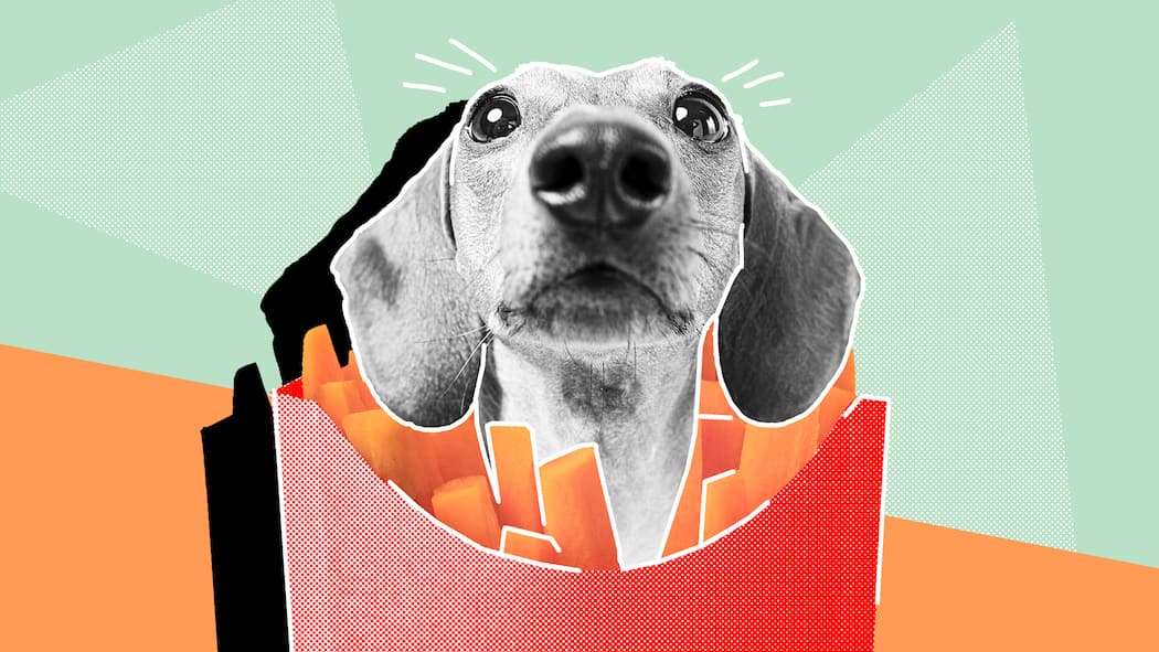 Darf ich meinen Hund essen? Ein Hundekopf in einer Pommestüte vor hellgrünem Hintergrund. Rechtliche Fragen rund um Haustiere.