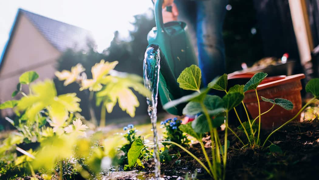Pflanzen giessen mit wenig Wasser Eine Gärtnerin giesst Pflanzen
