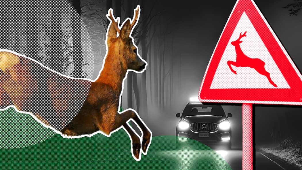 Was Sie bei einem Wildunfall tun müssen Ein Reh will in der dunklen Nacht bei Nebel eine Strasse überqueren, die mit einem Gefahrenschild «Wildwechsel» versehen ist - Besonders im Herbst erhöht sich die Gefahr für Wildunfälle auf Schweizer Strassen. Das sollten Autofahrer tun, wenn es zu einem Zusammenprall kommt.