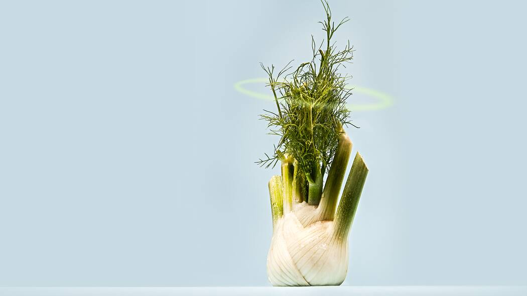 «Das Essen ersetzt die Religion» Fenchel mit Heiligenschein