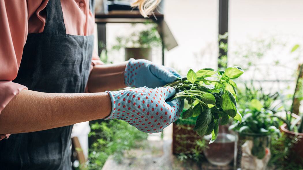 Kräuter und kleines Gemüse drinnen anpflanzen Basilikum und andere Kräuter ernten im Innern eines Hauses.