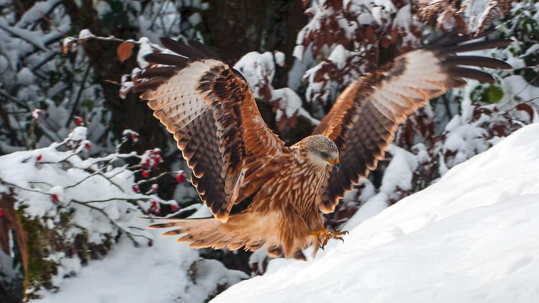 Eine rätselhafte Rückkehr Rotmilan