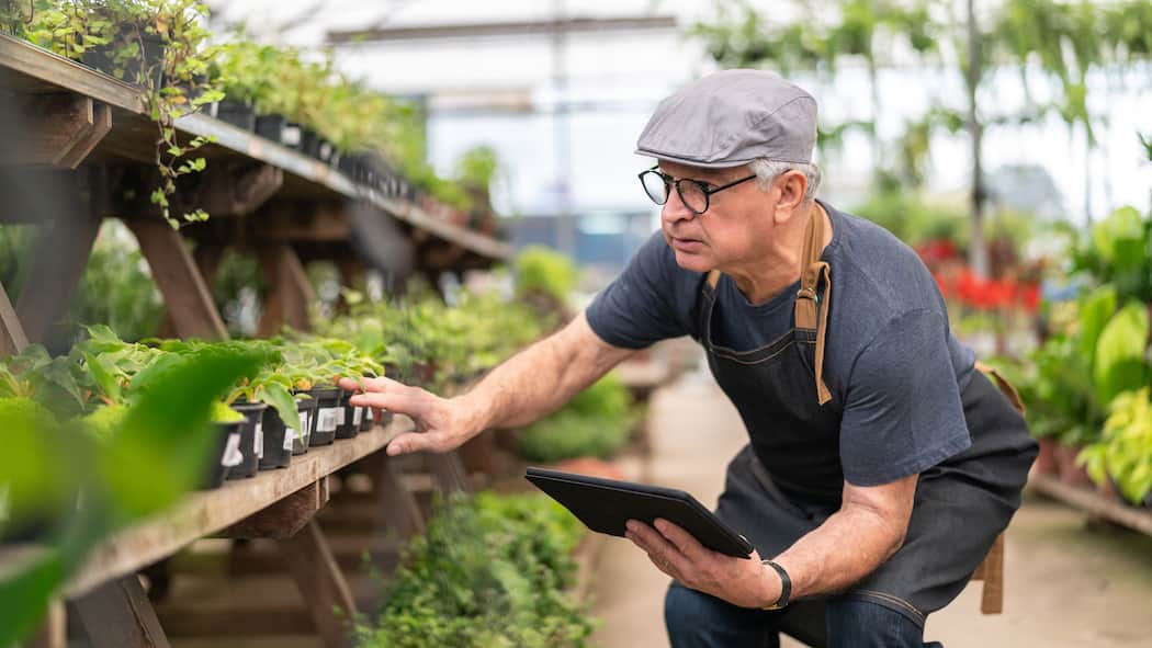 Keine Lust aufs Rentnerleben Ein pensionierter Gärtner kontrolliert Pflanzen in einem Gewächshaus.