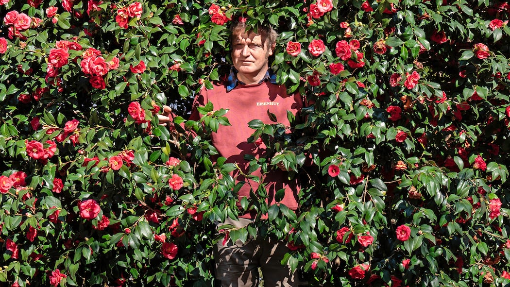Ein Meer von Blüten Reto Eisenhut: Herr der Kamelien im Botanischen Garten von Gambarogno