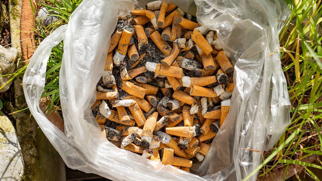Giftige Umweltsünder in rauen Mengen Ein Sack voller eingesammelter Zigarettenstummel