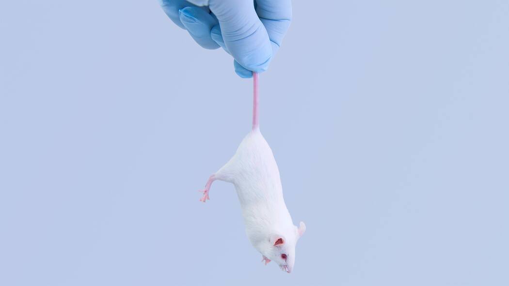 Fortschritt oder gutes Gewissen – wo sind die Grenzen? Forscher hält Maus am Schwanz