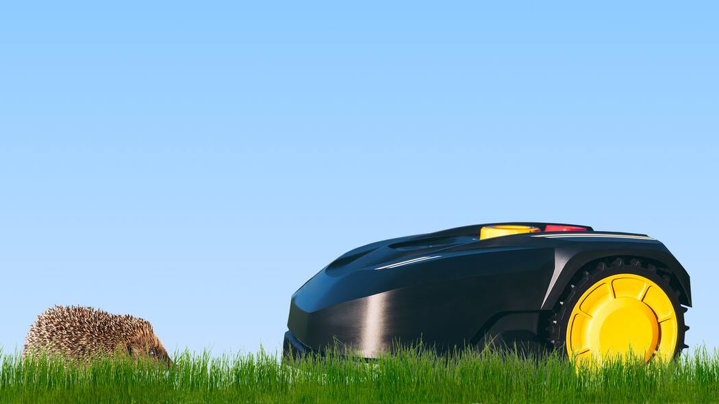 Maschinen ohne Moral Ein Rasenroboter nähert sich einem Igel