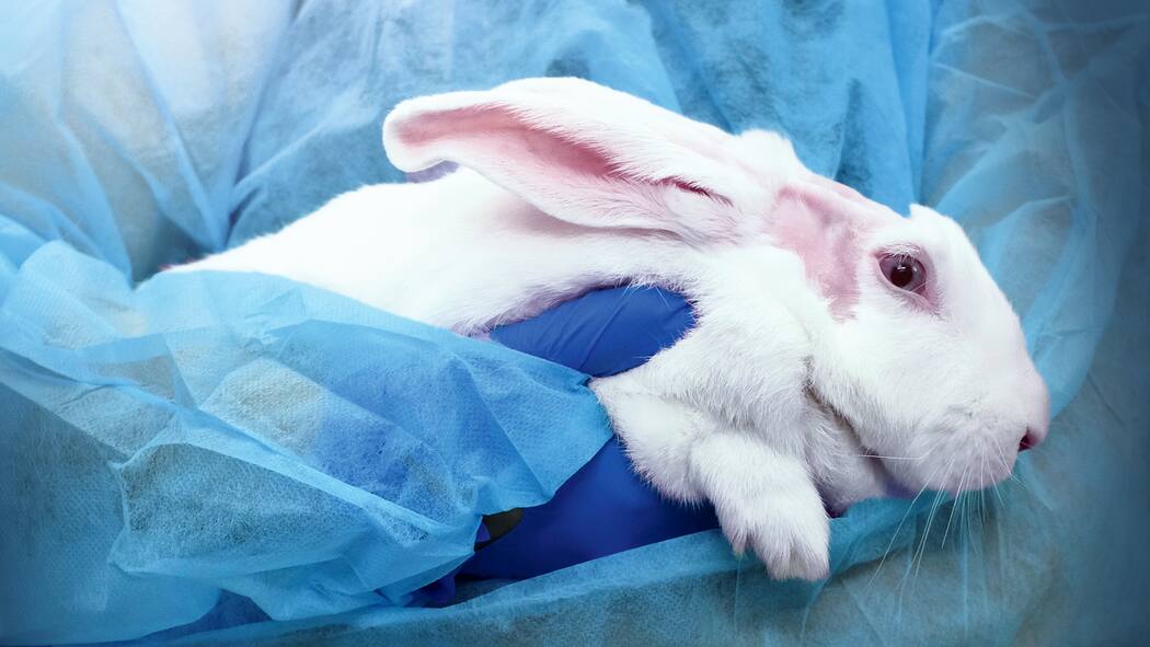 Wie viel Leid darf sein? Laborant hält Versuchskaninchen