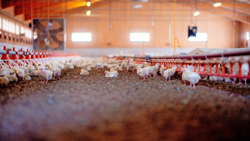 Das Problem mit der Pouletmast Masthalle mit Hühnern
