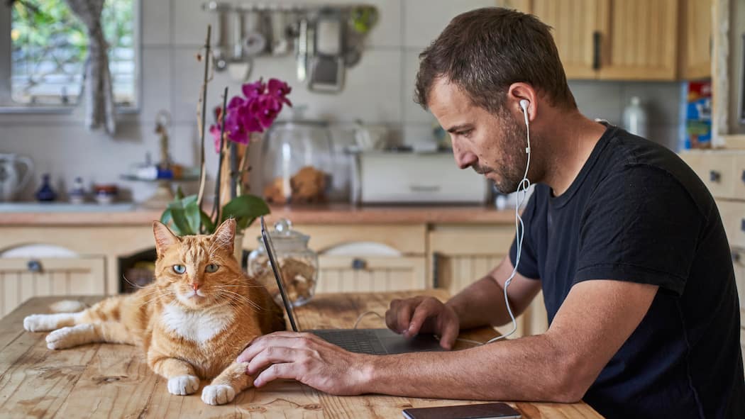 Mit positiver Einstellung zum Erfolg – so gehts Man working from home, sitting at kitchen table with cat, using laptop