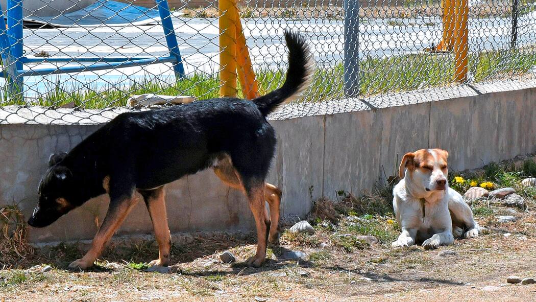 Besser kastrieren als importieren Strassenhunde