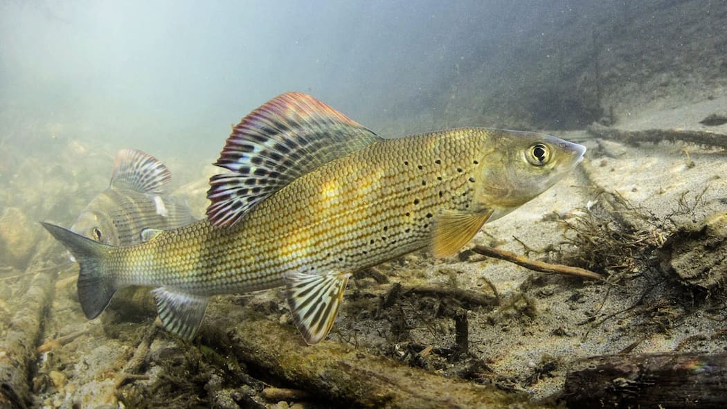 Wenn es den Fischen zu heiss wird Eine undatierte Aufnahme einer Aesche, Thymallus.thymallus, dem Schweizer Fisch des Jahres 2016.