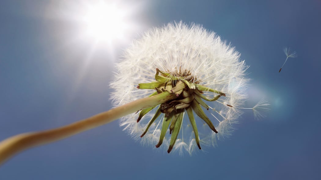 Todesfall: Nichts ist mehr so, wie es war Pusteblume