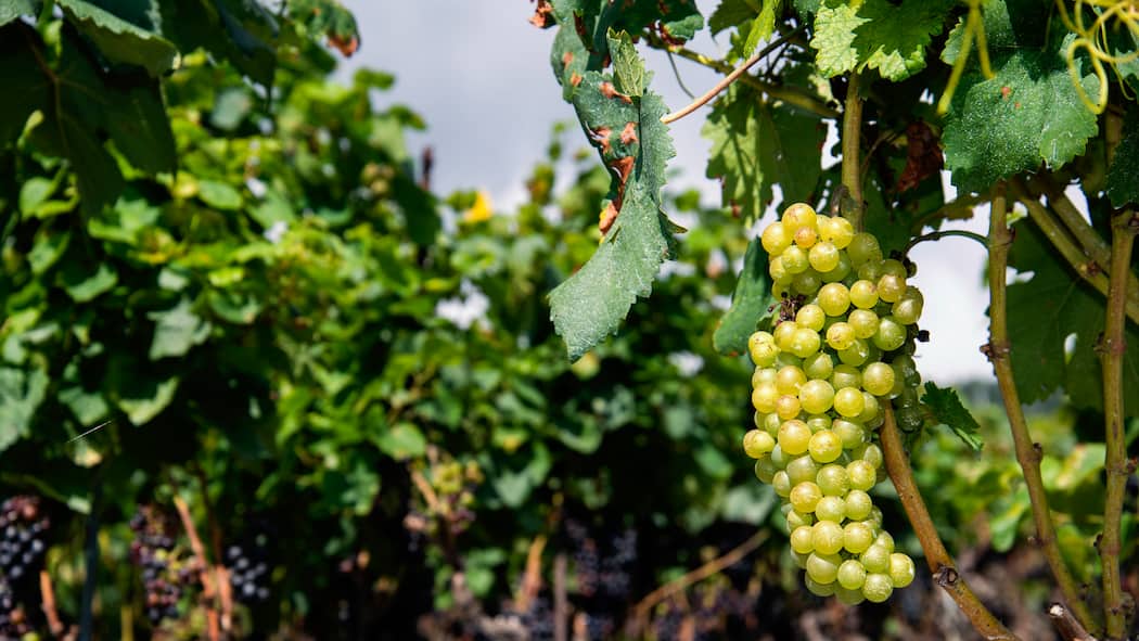 Wie nachhaltig ist eigentlich Wein? Weinberg in Leytron