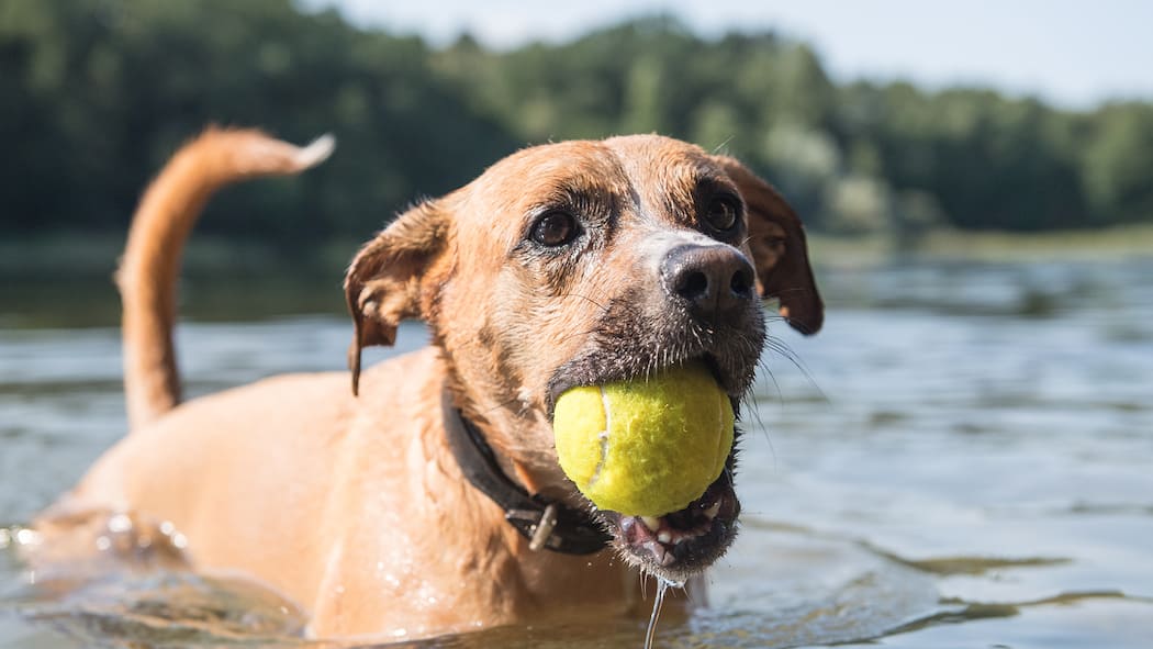 Wie Sie Ihren Hund vor Blaualgen schützen Hund badet im See mit Tennisball in der Schnauze