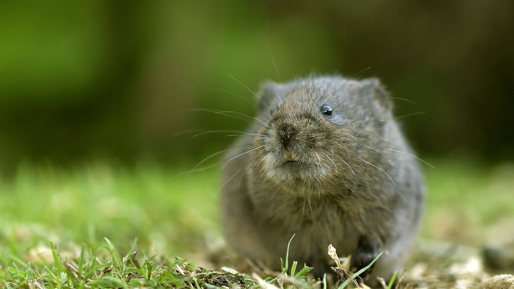 Landwirt gerät unerwartet mit Gesetz in Konflikt Schermaus