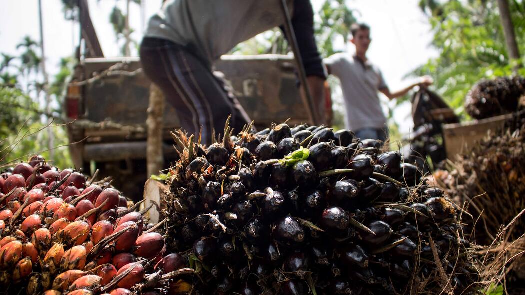 Freihandels-Abkommen mit Indonesien – darum gehts Palmöl-Ernte in Indonesien