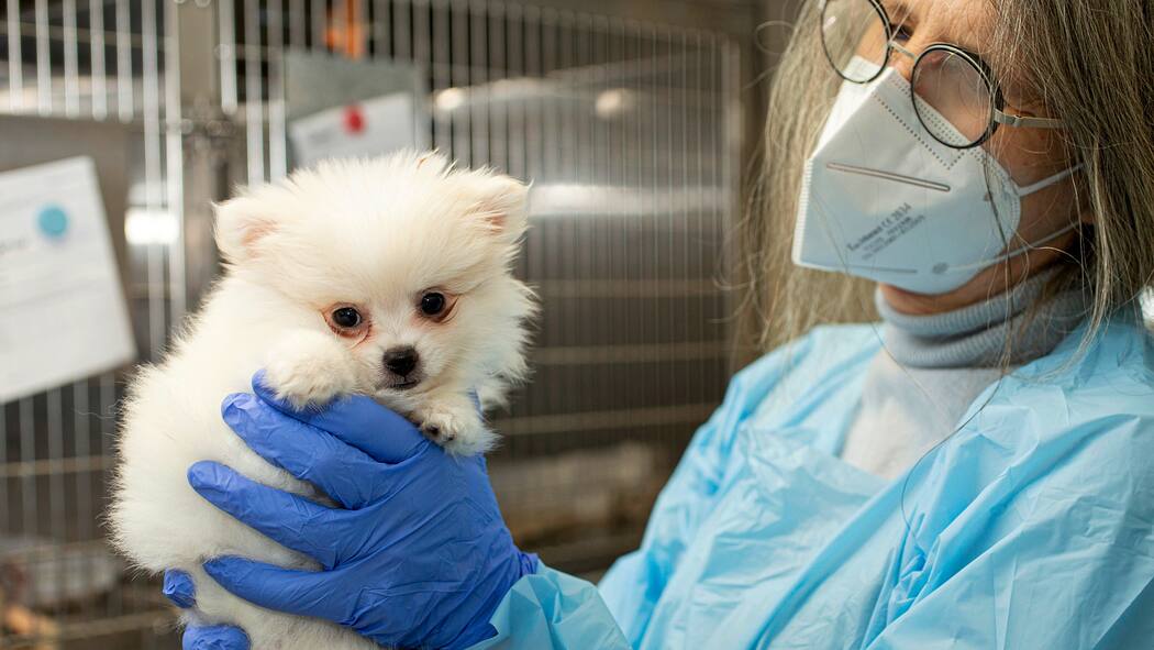 «Wir wollen helfen, nicht einschläfern» Iris Reichler vom Tierspital Zürich hält ein Hundewelpen in den Händen