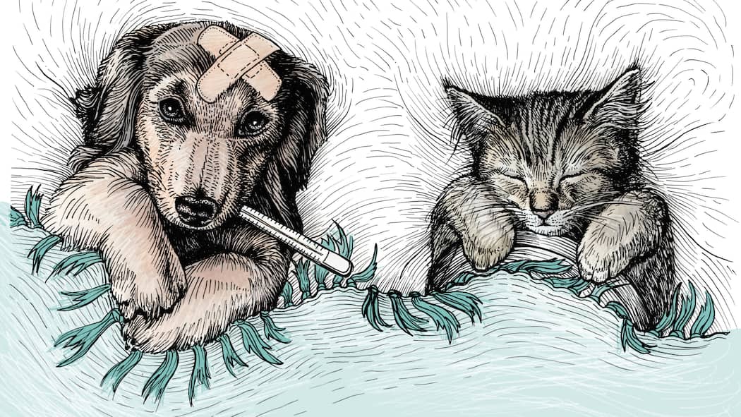 Krankenkasse für Hund und Katz Eine Illustration mit einem kranken Hund und einer kranken Katze, die zugedeckt in einem Bett liegen. Der Hund hat zusätzlich ein Pflaster auf dem Kopf sowie ein Fieberthermometer in der Schnauze.