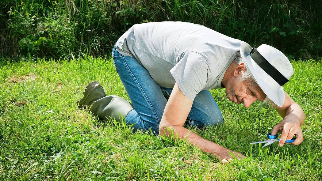 Das sollten Sie wiesen Rasenpflege