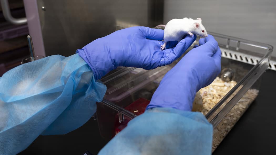 Darum geht es bei der Tierversuchsinitiative Maus für Tierversuch in Krebsforschungs-Labor in Lausanne